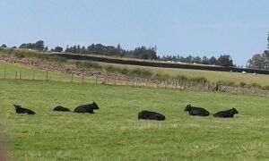 Eden Valley Lowlines