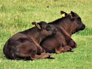 Jake &amp; Jinty enjoying a nap in the sun